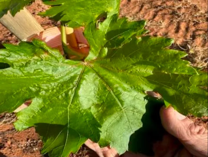 A large, healthy leaf on a treated young vine at Inverness Vineyards.