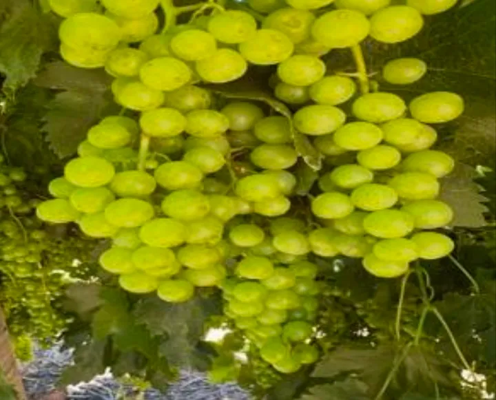 Treated grapes at Inverness Vineyards showing larger berry size and deeper colour.