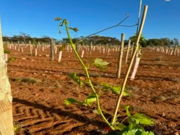 A young vine at Inverness Vineyards putting out vigorous new cane growth after treatment.