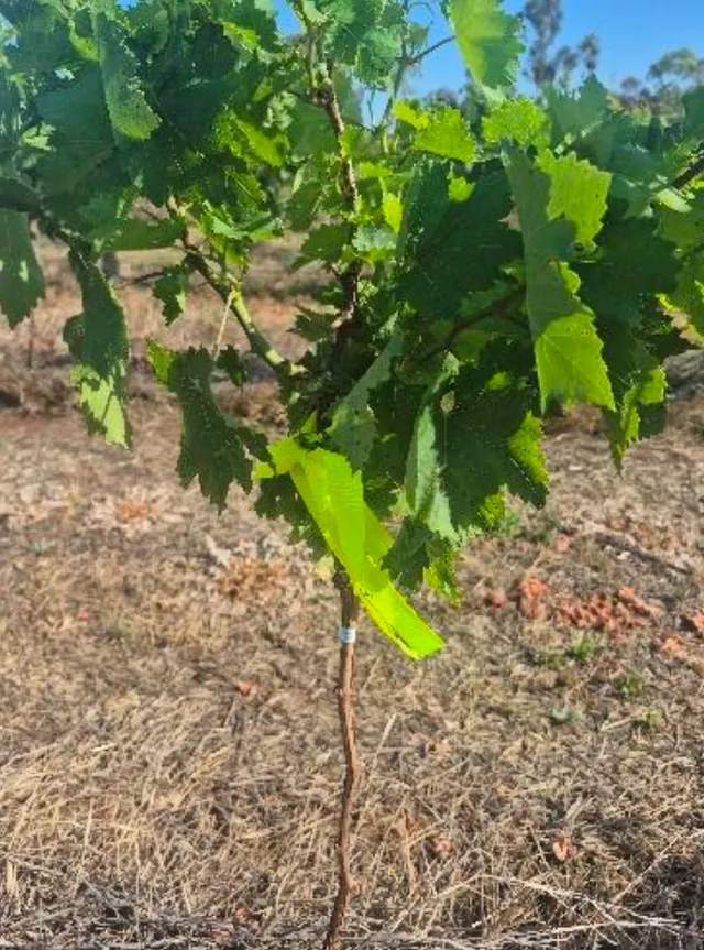 A treated Menindee Seedless table grape vine at Merbein with full, vigorous canopy growth.